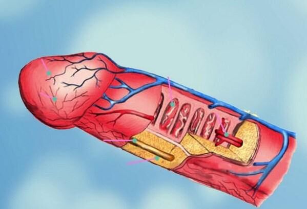 Δομή πέους και μεγέθυνση κεφαλιού